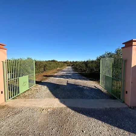 Dans Oliveraie Tres Beau 11 Pers Perpinhã