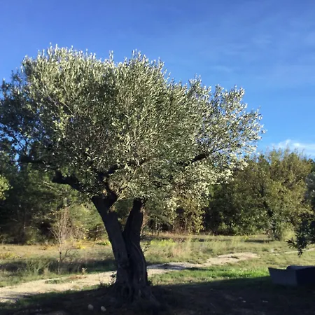 Dans Oliveraie Tres Beau 11 Pers * Perpignan